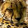 Sleeping cheetah