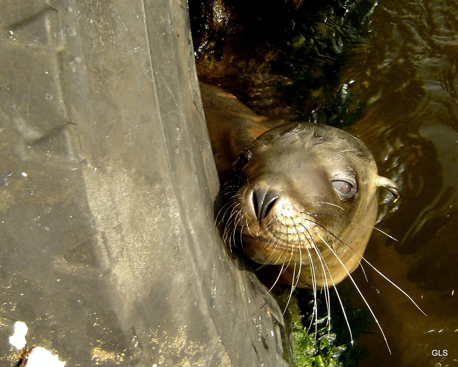 Baby seal