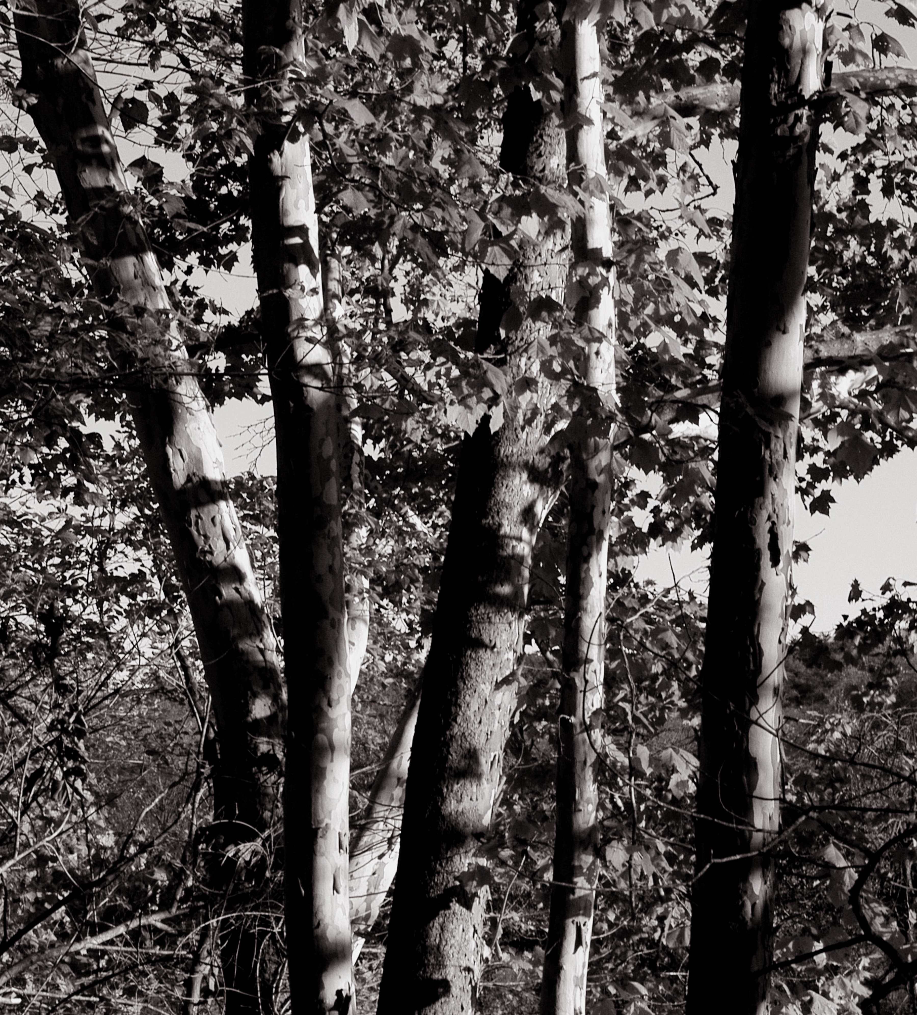 Staunton River Trees