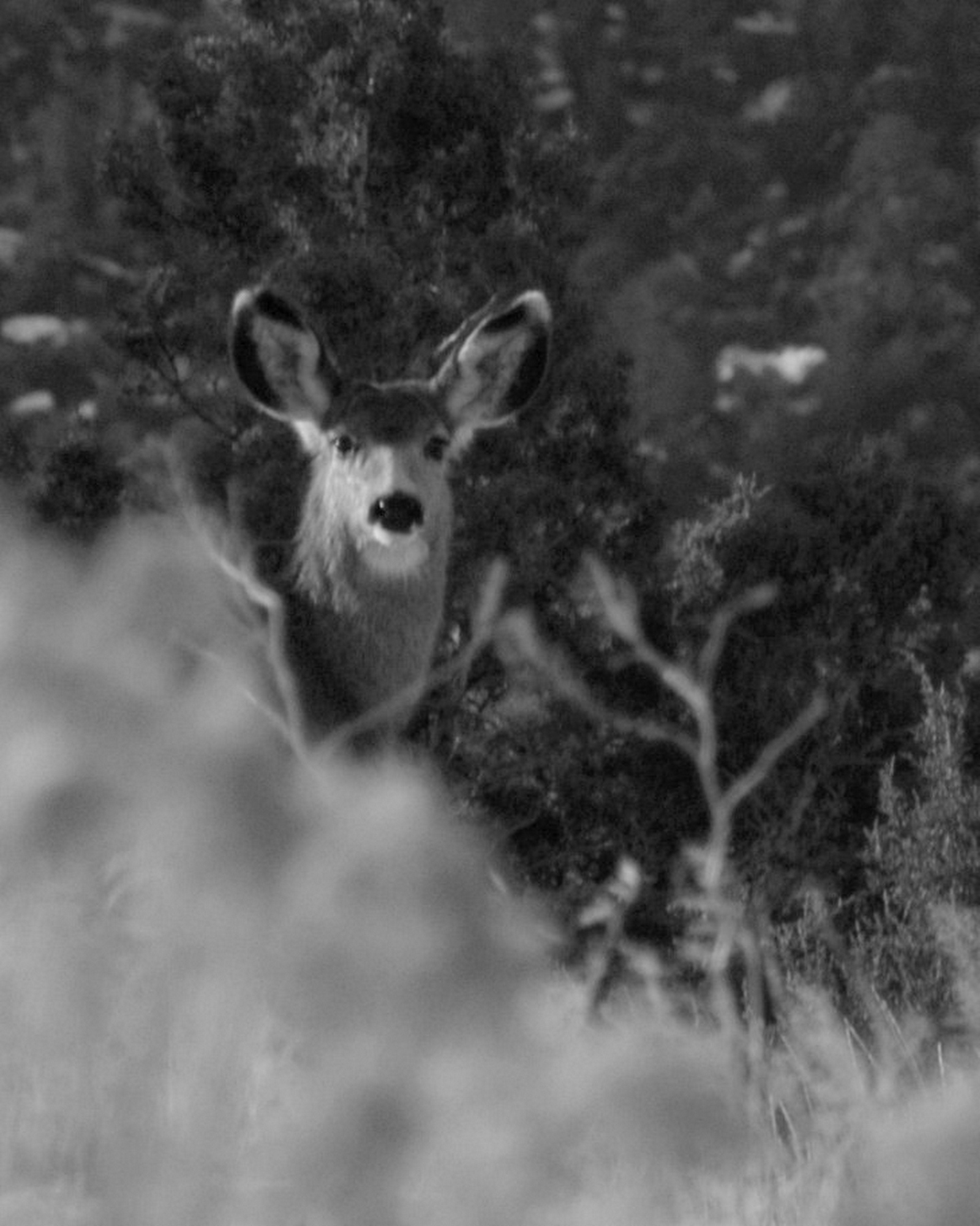 Utah deer