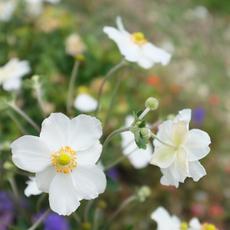 Automn flowers