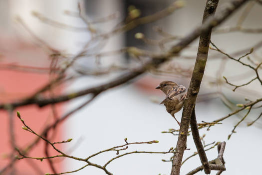 house sparrow 2