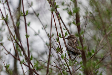 house sparrow 4