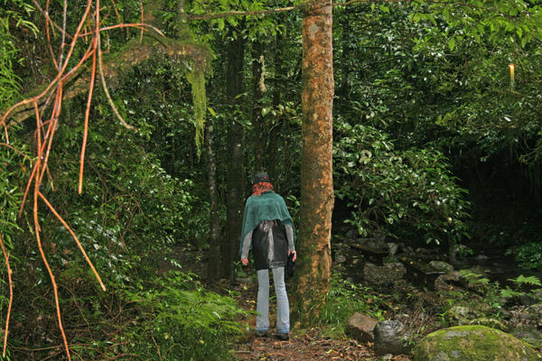 Stock 2960 - Rainforest Walk