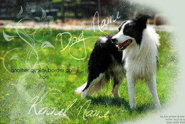 Border Collie premade