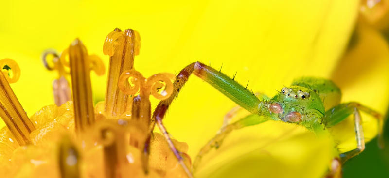 Spider Insect Deviantart Spider. by Wings-of-Light on DeviantArt