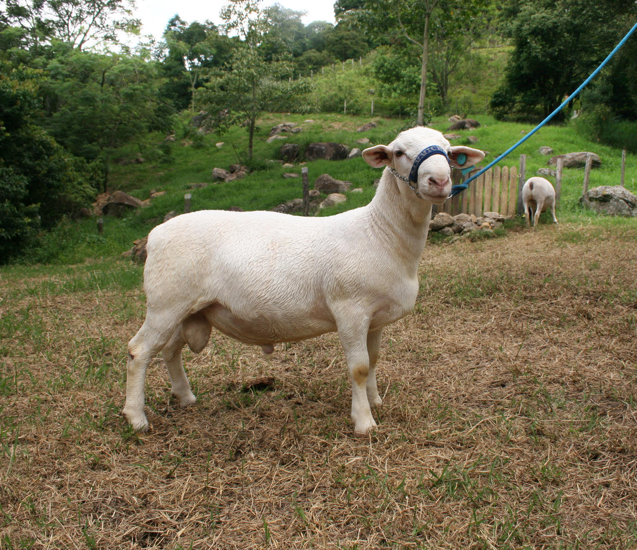 Dorper Sheep 08