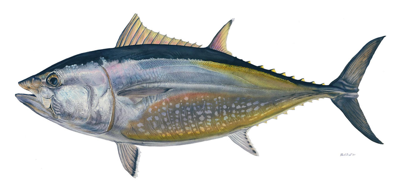 Bluefin Maguro