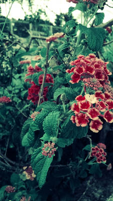 Flowers *-*