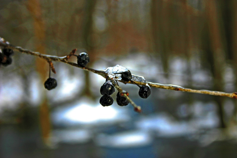 berries