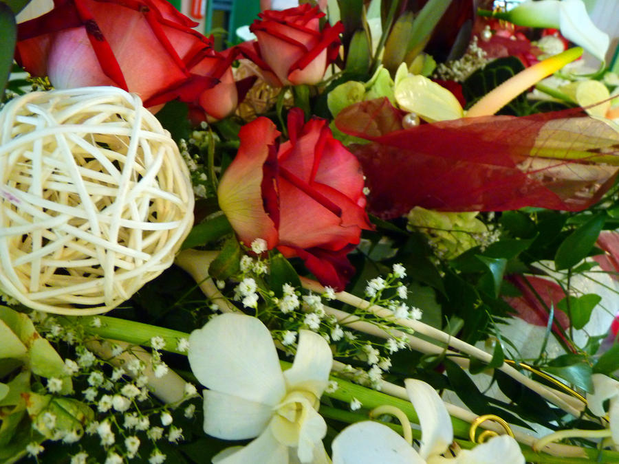 Red and White Flowers