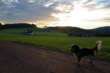 Morning Walk in Schwarzwald