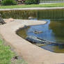 American Alligators (Alligator mississippiensis)