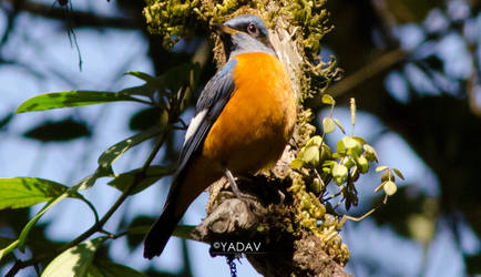 Blue capped Rock Thrush by YadavThyagaraj