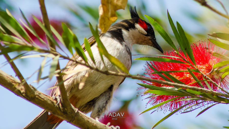 Red whiskered Bulbul