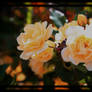 img1727 Yellow Roses 03