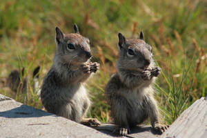 img9003Gray Squirrels - Pair