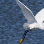 Snowy Egret in Flight