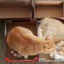All of Your Box are Belong to US