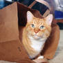 A Cat and a Bag