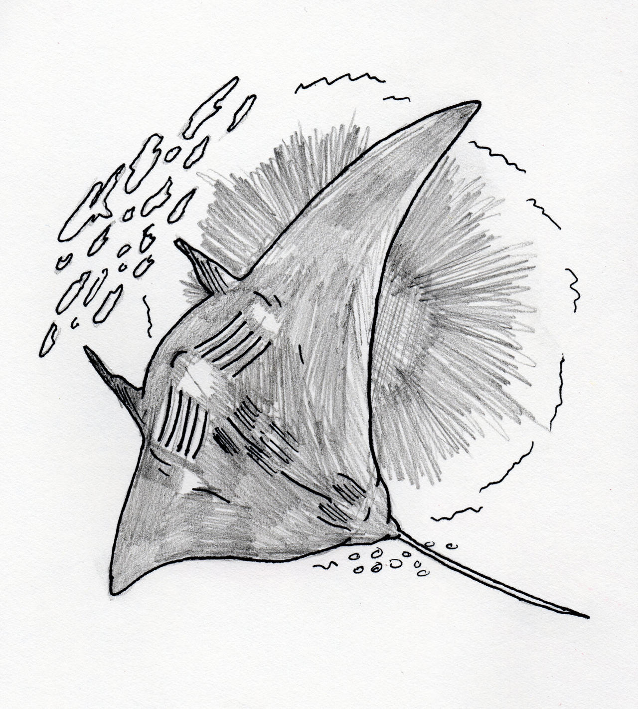 Manta Ray By Jamsketchbook On Deviantart 