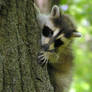 Raccoon Baby 2