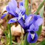 Dwarf Irises