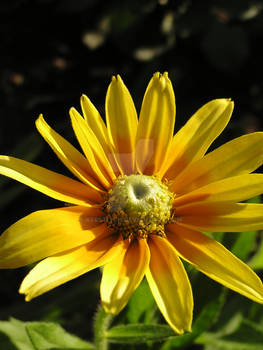 Yellow Flower: Irish Eyes II - vertical