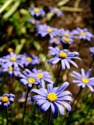 Blue Daisies