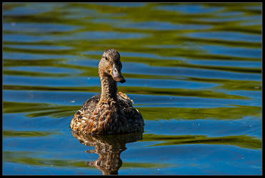 Female Mallard