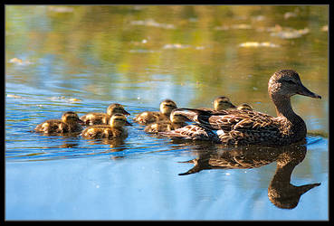 Mom and Co.