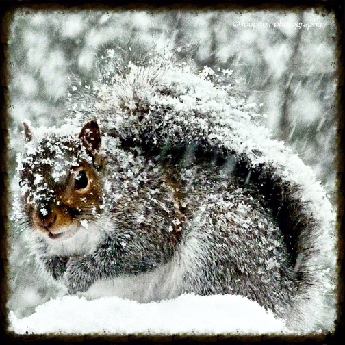 Gray Squirrel