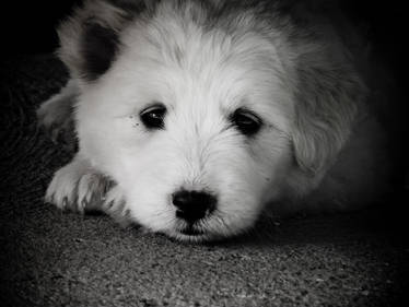 puppy.cute