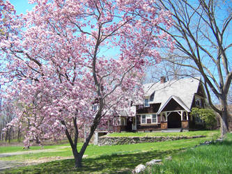 Pink tree Brown House