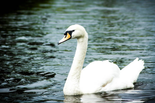 Swan