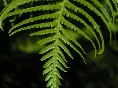 The lonely fern