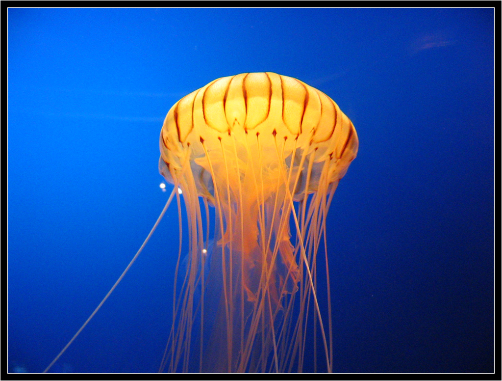 Jellyfish