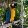 Blue and Yellow Macaw