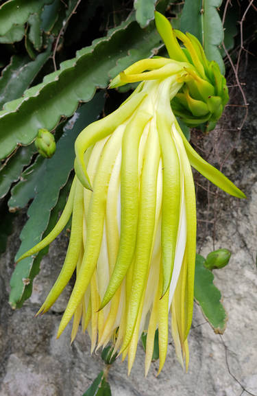 Blooming Cactus