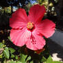 Hibiscus in the Shadow