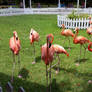 Marching Flamingos