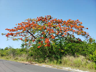 Lonely Poinciana