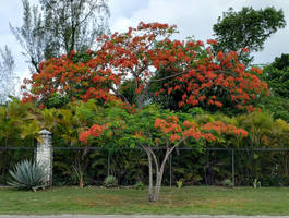 Roadside Poinciana West