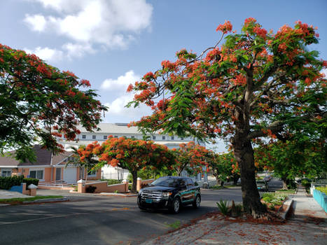 Collins Ave. Poinciana