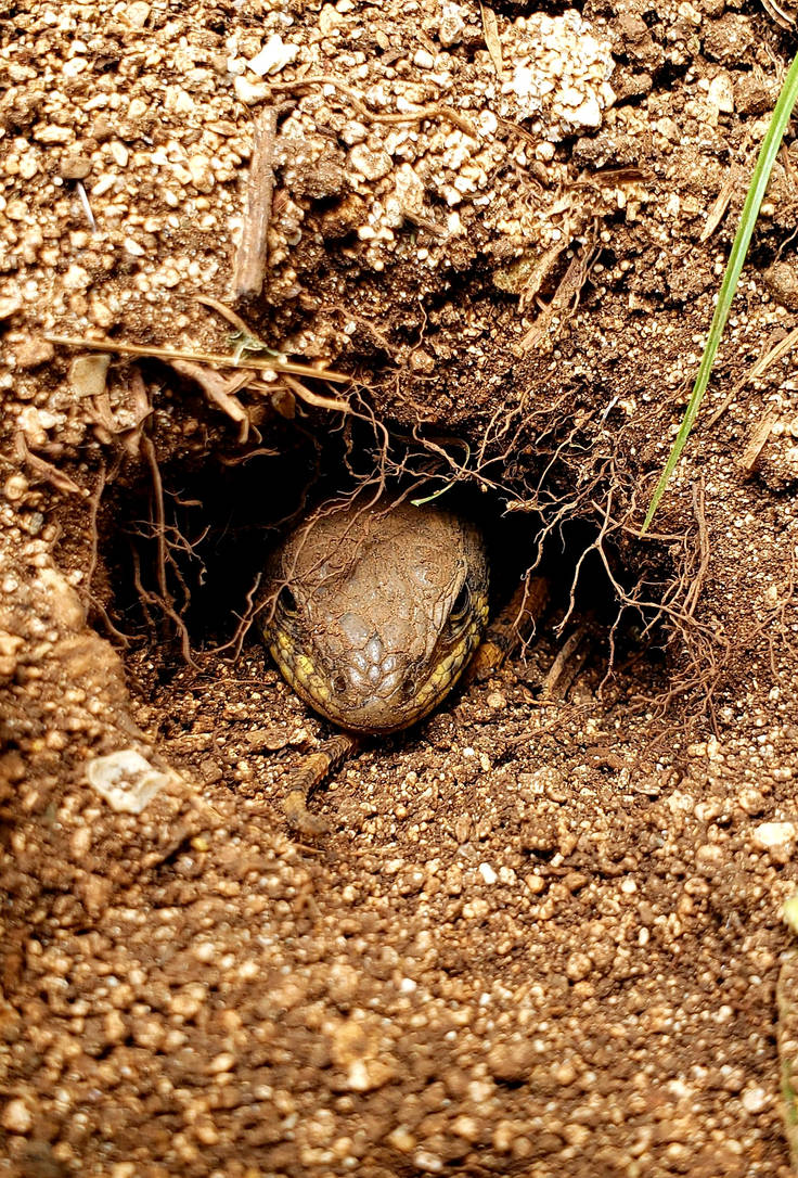 Curly Tail Lizard in a Burrow by NativeStew on DeviantArt