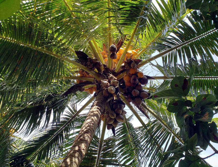Coco Tree Base Coco Tree Upshot by NativeStew on DeviantArt