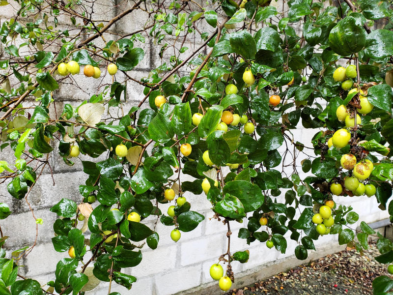 Juju - 02 by NativeStew on DeviantArt