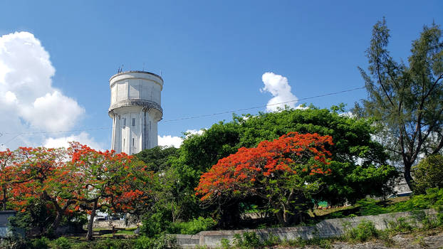 Water Tower Poinciana Trees