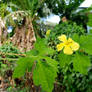 Cerasee Flower with Ants