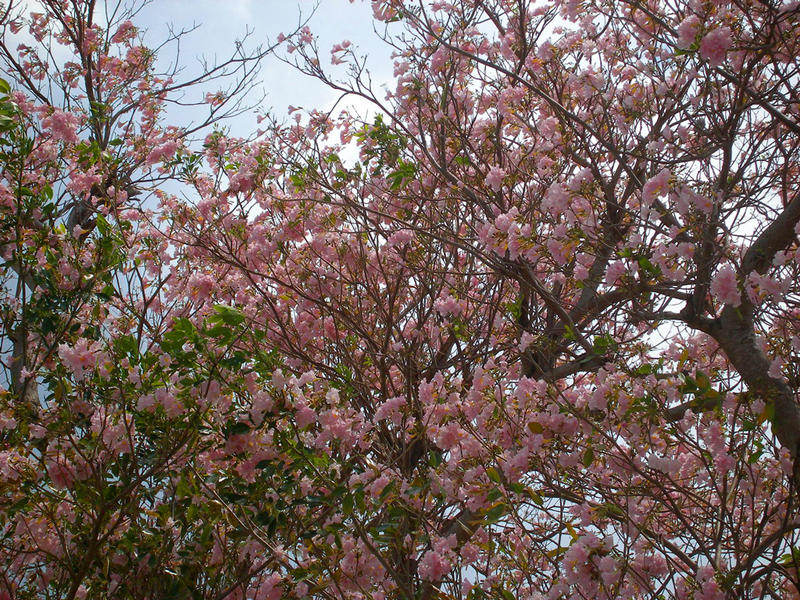 Pink Poi Tree by NativeStew on DeviantArt